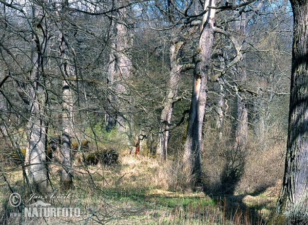 Nature reserve NPR Stará a Nová řeka (Tre)