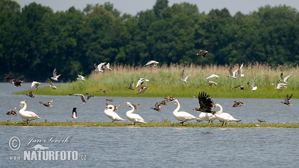 Nature reserve Velký Tisý (Velky Tisy)