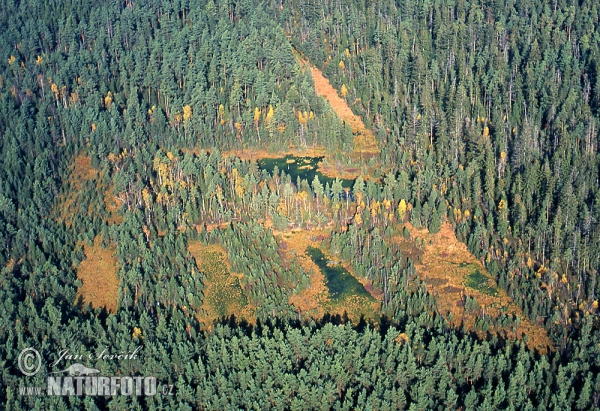 Nature rezerve Červené blato (AIR)