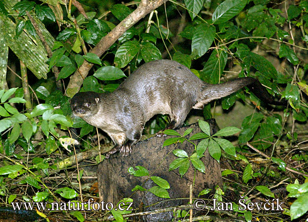 Neotropical Otter (Lutra longicaudis)