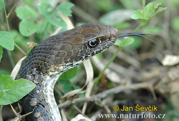Neotropical Whip Snake (Masticophis mentovarius)