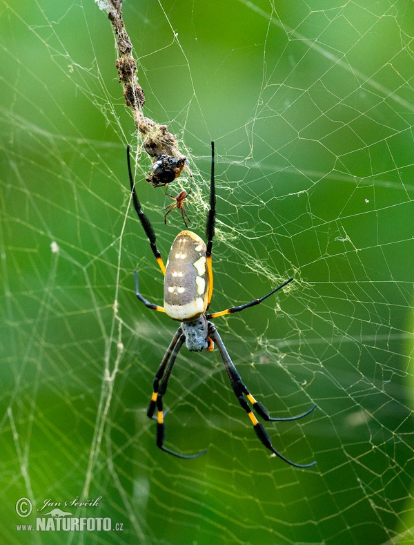 Nephila sp.