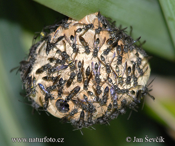 Nest of Wasps (Hymenoptera sp.)