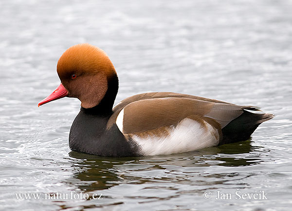 Nette rousse