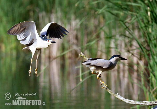 Night Heron (Nycticorax nycticorax)