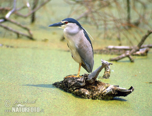 Night Heron (Nycticorax nycticorax)