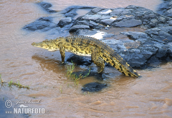 Nile Crocodile (Crocodylus niloticus)