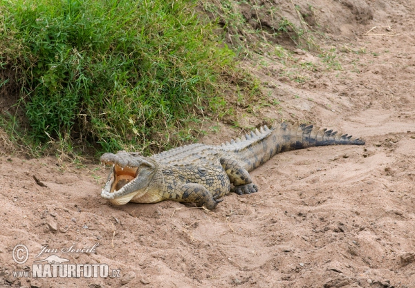 Nile Crocodile (Crocodylus niloticus)