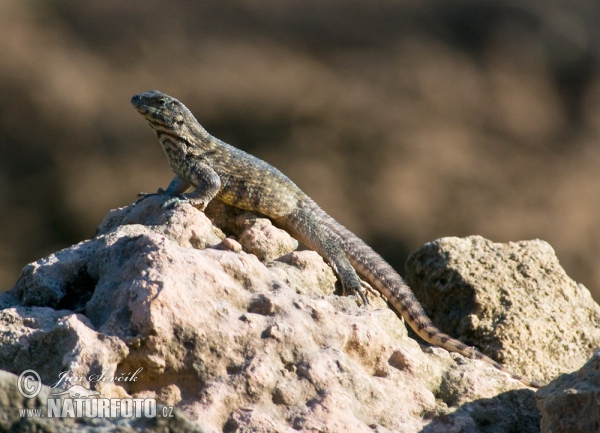 Northern Curly-tailed Lizard (Leiocephalus carinatus)