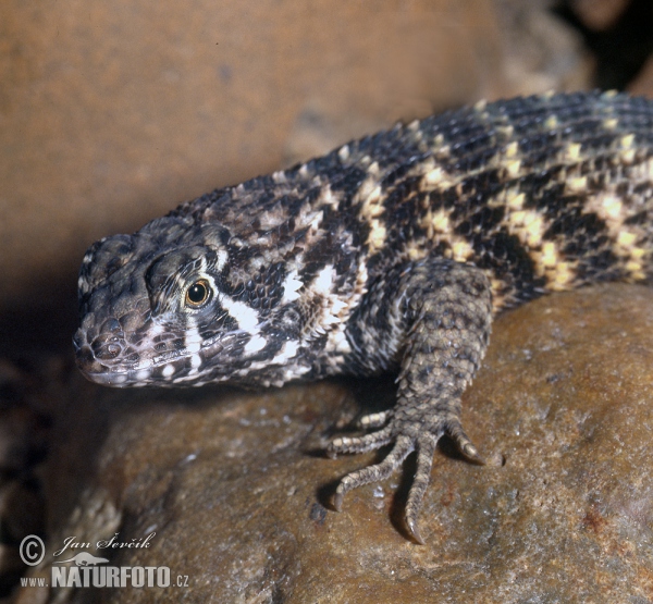 Northern Curly-tailed Lizard (Leiocephalus carinatus)