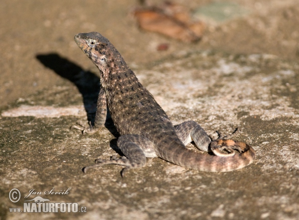 Northern Curly-tailed Lizard (Leiocephalus carinatus)