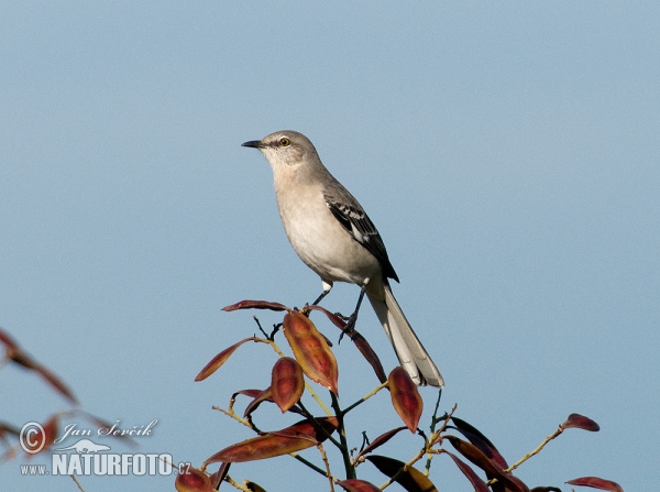 Northern Mockingbird (Mimus polyglottos)