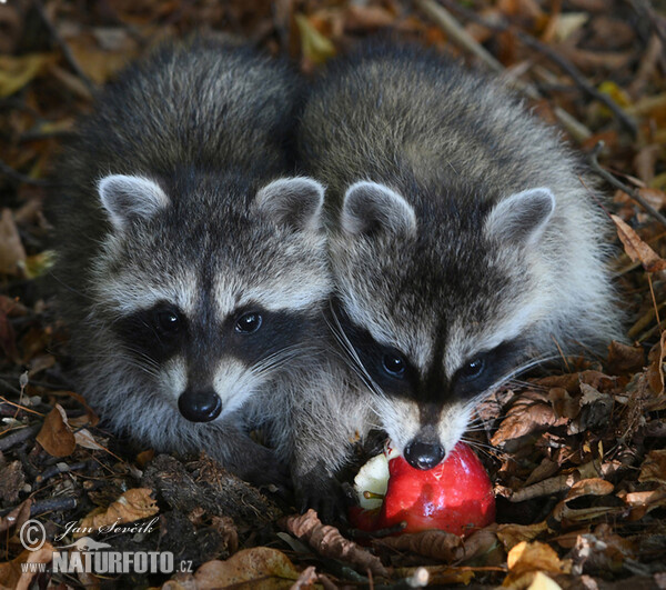 Northern Raccoon (Procyon lotor)