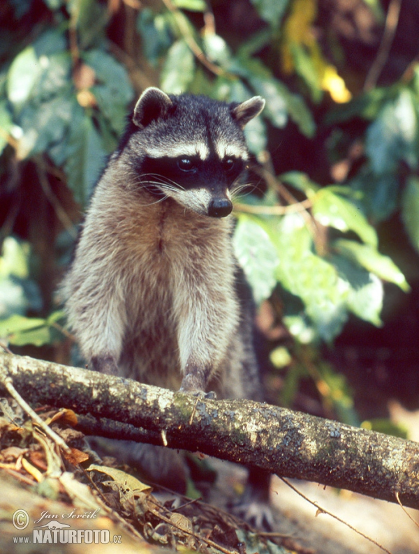 Northern Raccoon (Procyon lotor)