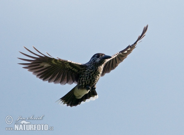 Notenkraker Europese vogel