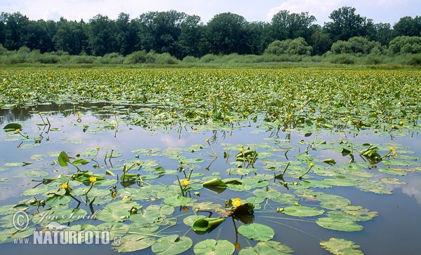 Novořecké swamps, Nature reserve (Tre)