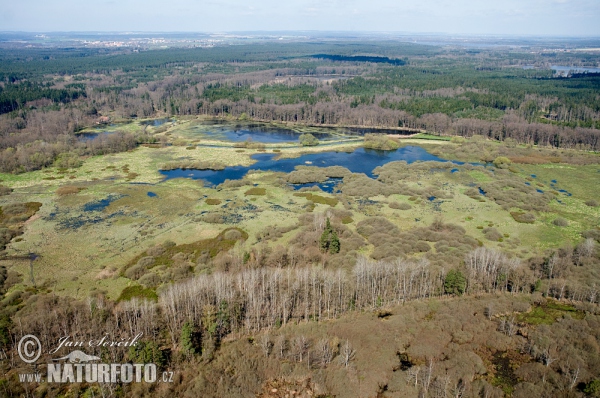 Novořecké swamps, Nature reserve (AIR)