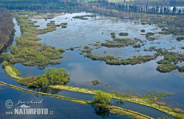 Novořecké swamps, Nature reserve (AIR)