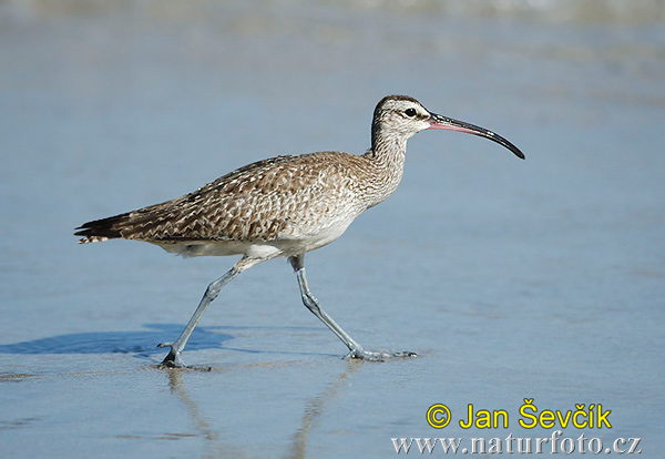 Numenius phaeopus