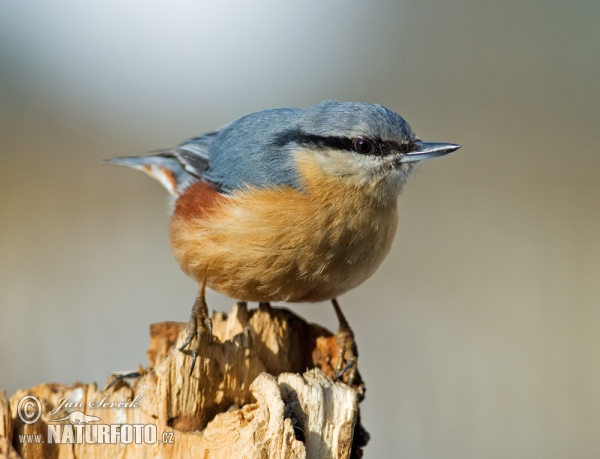 Nuthatch (Sitta europaea)