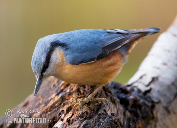 Nuthatch (Sitta europaea)