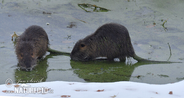 Nutria, Coypu (Myocastor coypus)