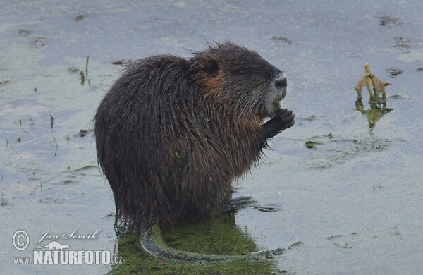 Nutria, Coypu (Myocastor coypus)