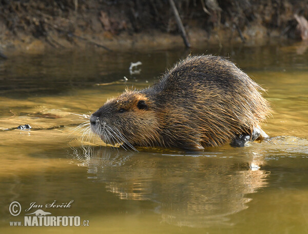 Nutria, Coypu (Myocastor coypus)