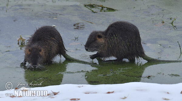 Nutria, Coypu (Myocastor coypus)