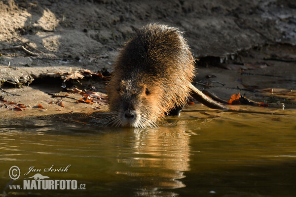 Nutria, Coypu (Myocastor coypus)