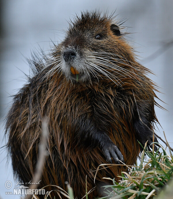 Nutria, Coypu (Myocastor coypus)