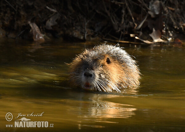 Nutria, Coypu (Myocastor coypus)