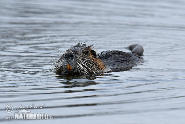 Nutria, Coypu (Myocastor coypus)