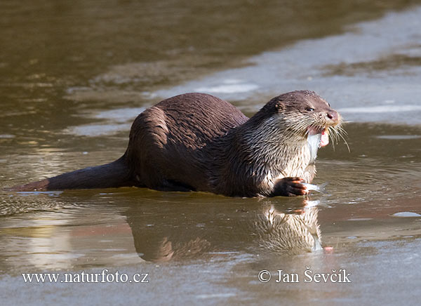 Nutria europea