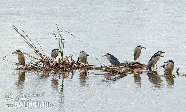 Nycticorax nycticorax