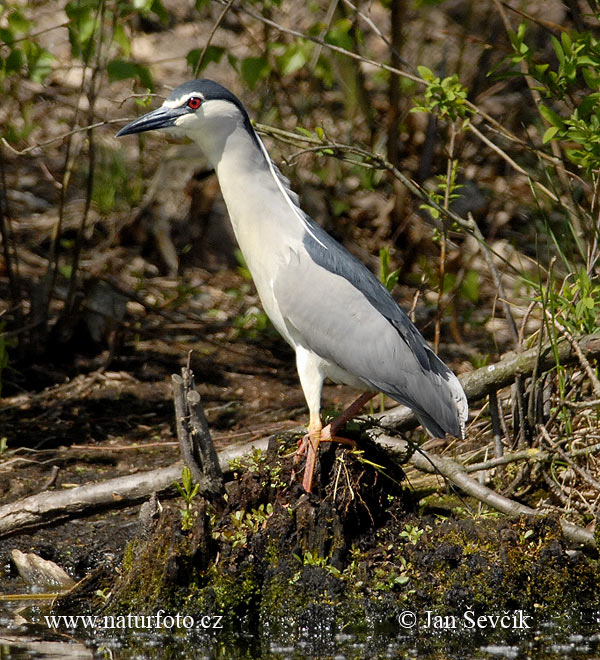 Nycticorax nycticorax