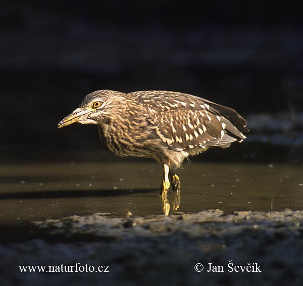 Nycticorax nycticorax