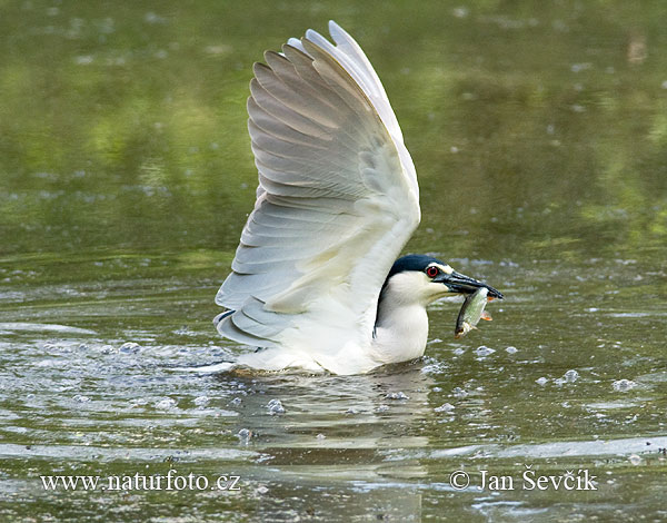 Nycticorax nycticorax