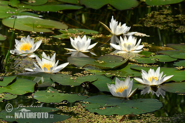 Nymphaea candida