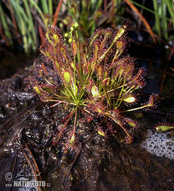 Oblong-leaved Sundew (Drosera intermedia)