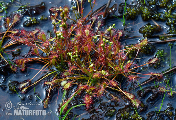 Oblong-leaved Sundew (Drosera intermedia)