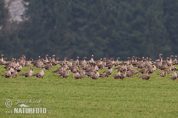 Oca lombardella