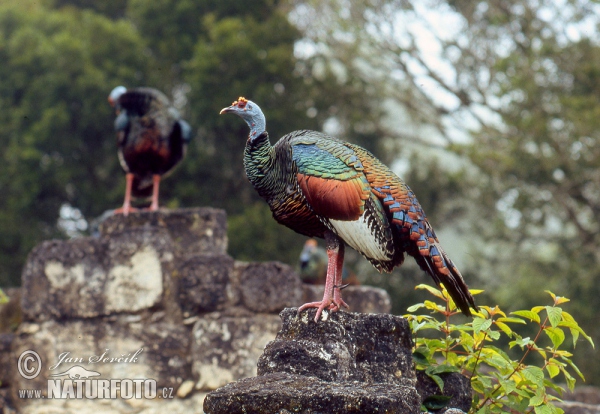 Ocellated Turkey (Meleagris ocellata)