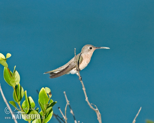 Ockrabröstad kolibri