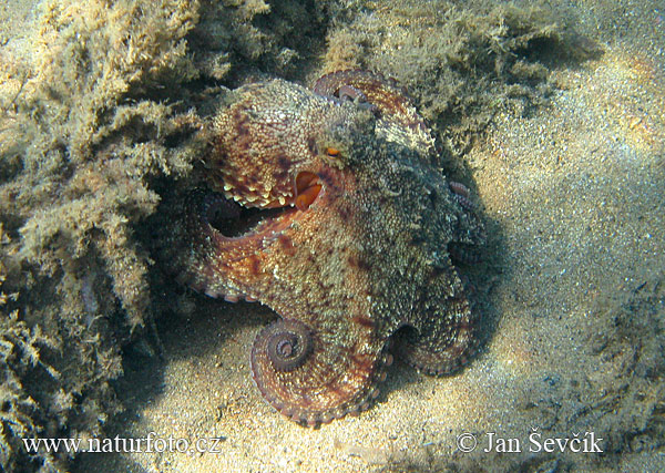 Octopus vulgaris