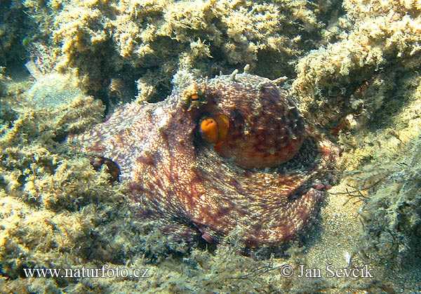 Octopus vulgaris