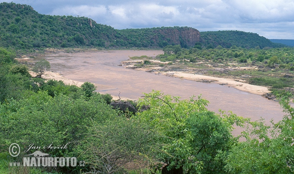 Olifants River, Kruger NP (ZA)