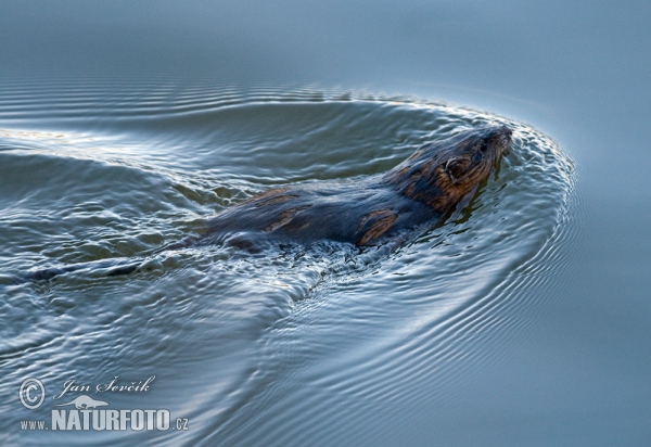 Ondatra zibethicus