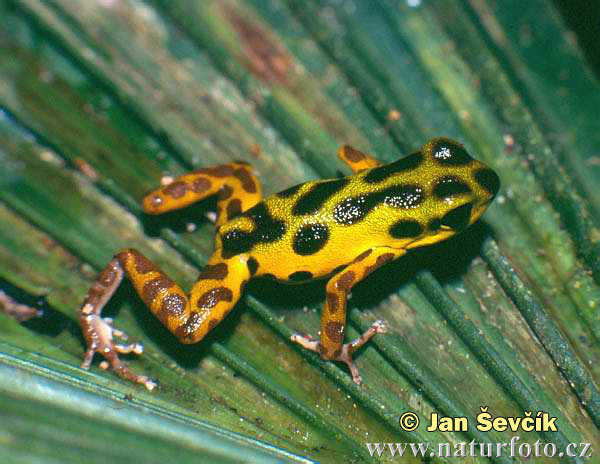 Oophaga pumilio