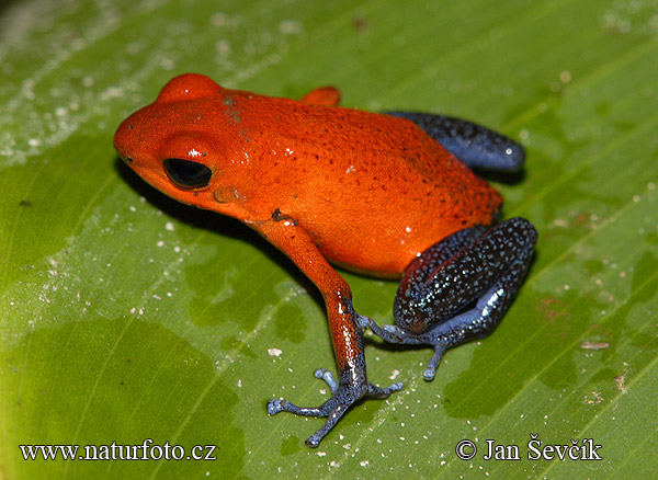 Oophaga pumilio